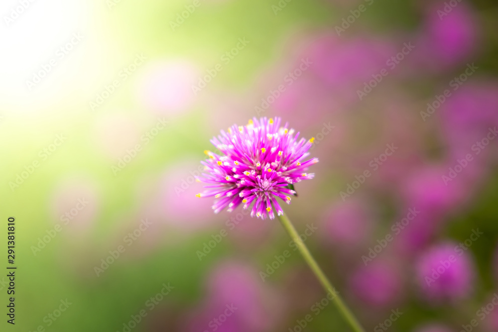 The background image of the colorful flowers The background image of the colorful flowers