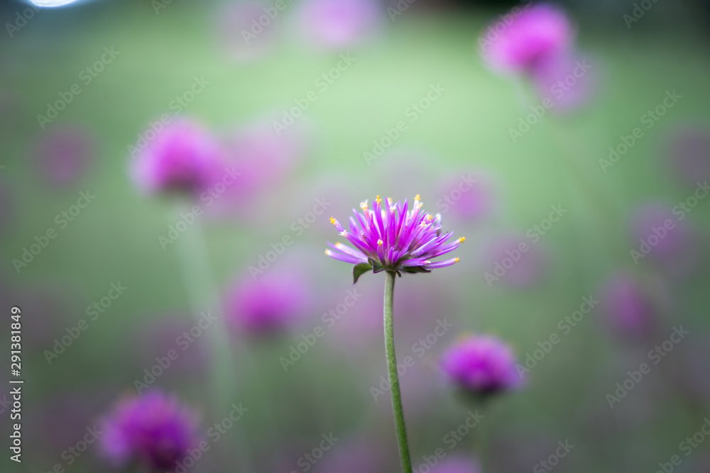 The background image of the colorful flowers The background image of the colorful flowers