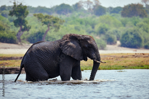 Elephant  Loxodonta africana  crossing  a river in Africa.