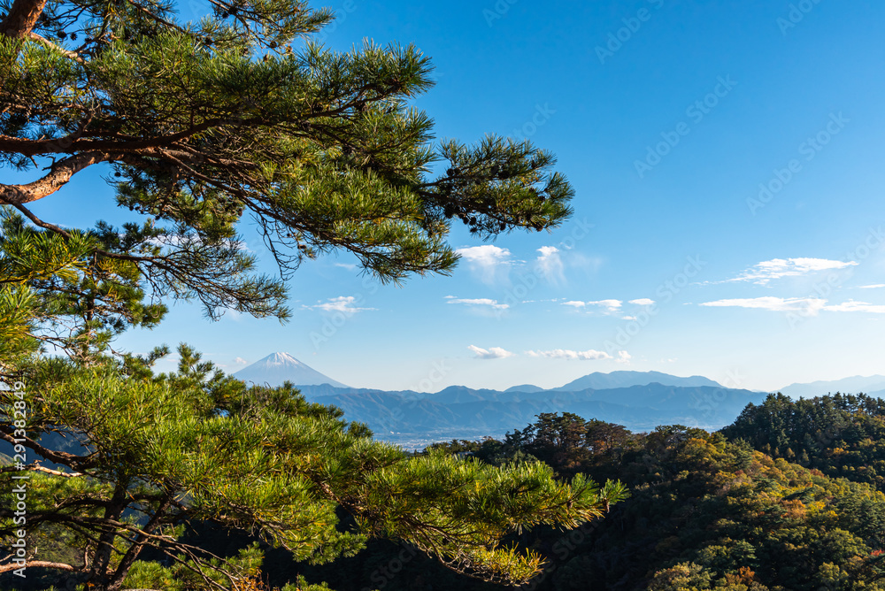 Mount Fuji, the World Heritage. Beautiful scenery view, pine forests in foreground, blue sky and white clouds in background. Shosenkyo observation station, Kofu City, Yamanashi Prefecture, Japan