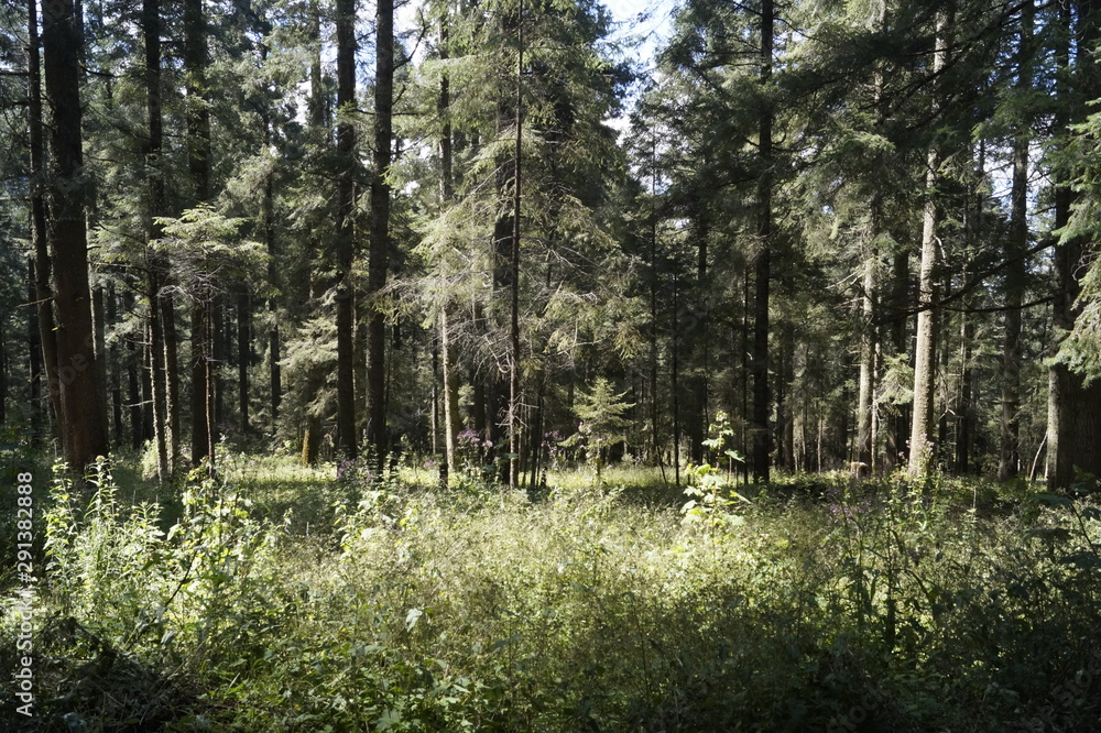 Obraz premium Arboles de la sierra