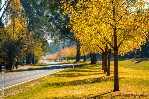 Autumn colours in Porepunkah, Victoria, Australia photo