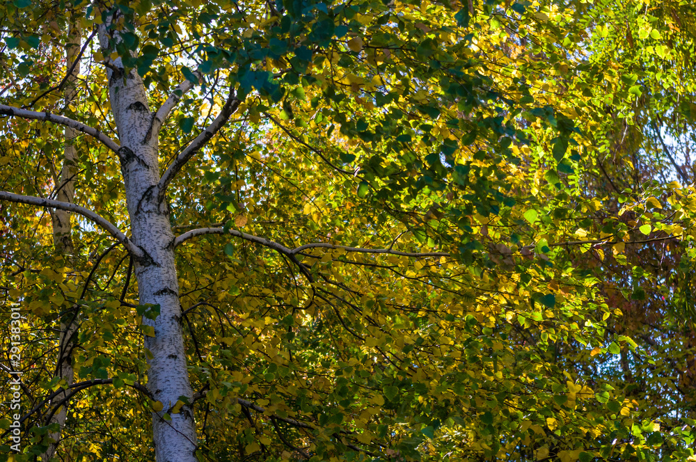 Autumn urban landscape on a Sunny day - yellow autumn trees in the Park, colorful red and orange leaves, and bright sky with clouds Autumn urban landscape on a Sunny day - yellow autumn trees in the Park, colorful red and orange leaves, and bright sky with clouds