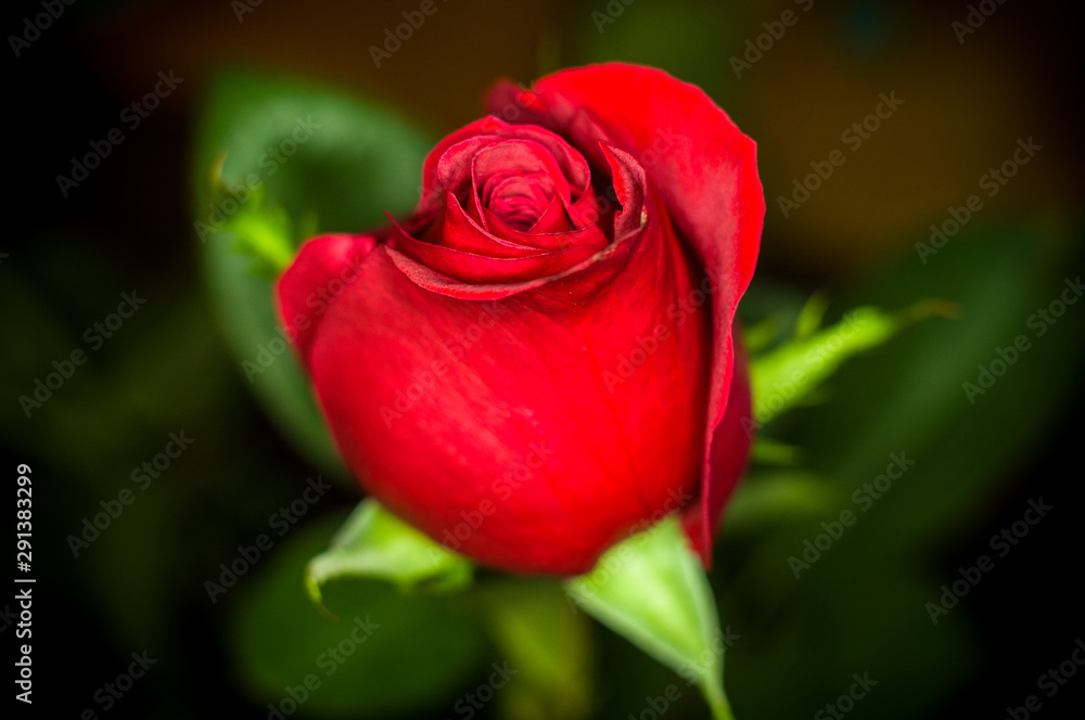 Beautiful Red Rose flower. Nature. close up, selective focus Beautiful Red Rose flower. Nature. close up, selective focus