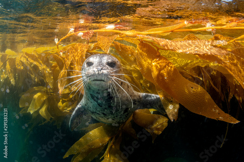 Cute harbor seal playing in the kelp photo