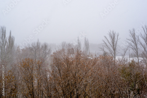 Winter landscape - snow storm, snow covered trees and black birds