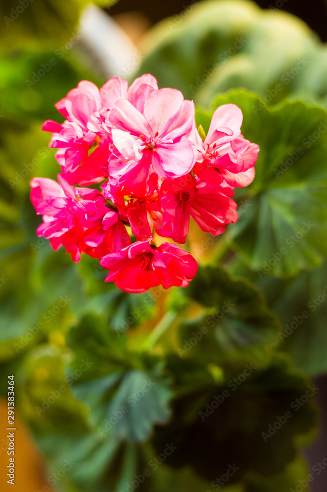 Lovely pink Pelargonium Geranium flowers, close up Lovely pink Pelargonium Geranium flowers, close up