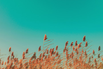 Handdoek met foto Koraalgroen Herfstgras bij gouden zonsondergang  © raisondtre