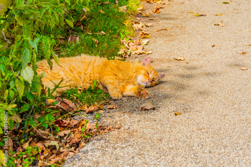 Orange cat relaxing on path