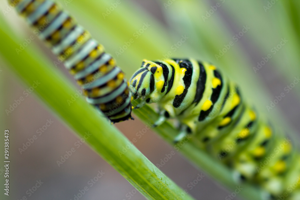 Naklejka premium Caterpillar - Eastern Black Swallowtail - Dill Eater