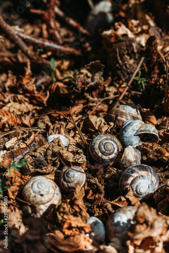 Snail shells in the garden surrounded with dry orange leaves. Autumn concept