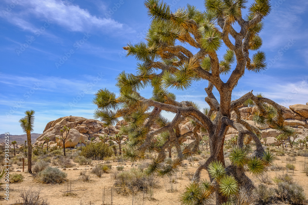 Joshua trees and Gneiss Rocks in and around Joshua Tree national park bordering the Colorado and Mojave desert