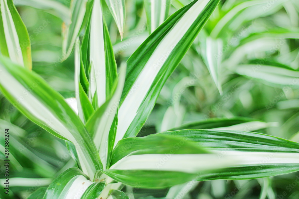 Obraz premium PLANTA TROPICAL RODEADA DE OTRAS PLANTAS EN UN INVERNADERO, GREEN, SOFT LOOK, PLANTAS, VERDE, INVERNADERO