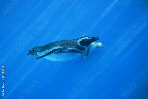 水中のマゼランペンギン © 裕 廣田