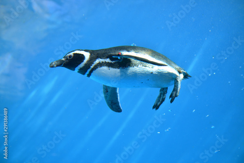 水中のマゼランペンギン