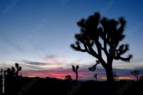 Joshua trees and Gneiss Rocks in and around Joshua Tree national park bordering the Colorado and Mojave desert at sunset