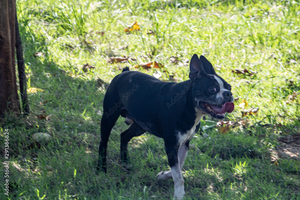 Boston terrier posing in the park. Dog in green grass.