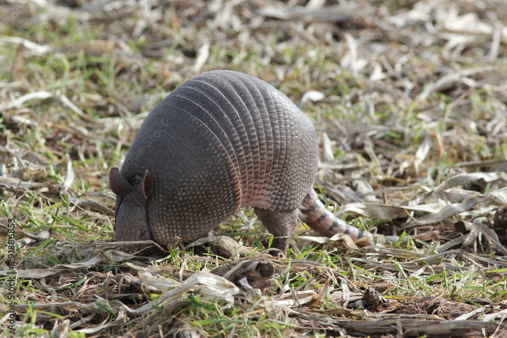 Armadillo Armadillo