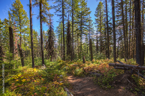 Trail in the forest