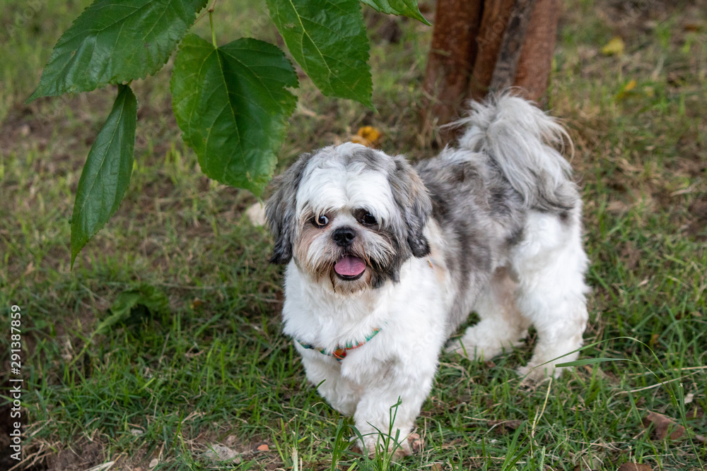 beautiful spring portrait of adorable gray and white shih tzu in the blossoming park beautiful spring portrait of adorable gray and white shih tzu in the blossoming park