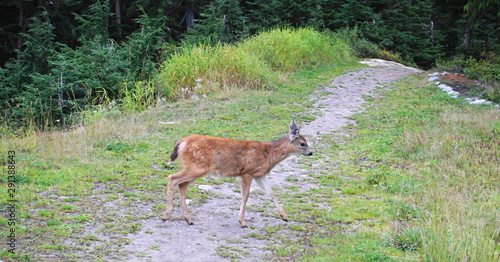 Baby Columbian Black-tailed Deer posing on meadow near the forest close up. 