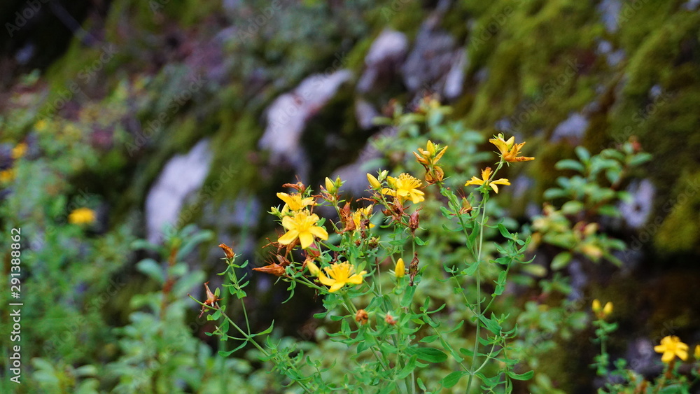 Beautiful yellow St. John's wort flowers on mountain background close up. Beautiful yellow St. John's wort flowers on mountain background close up.