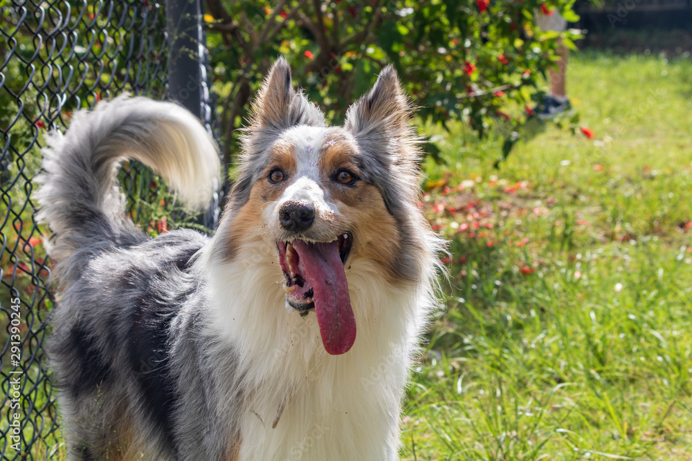 beautiful spring portrait of adorable gray and white border collie in the blossoming park