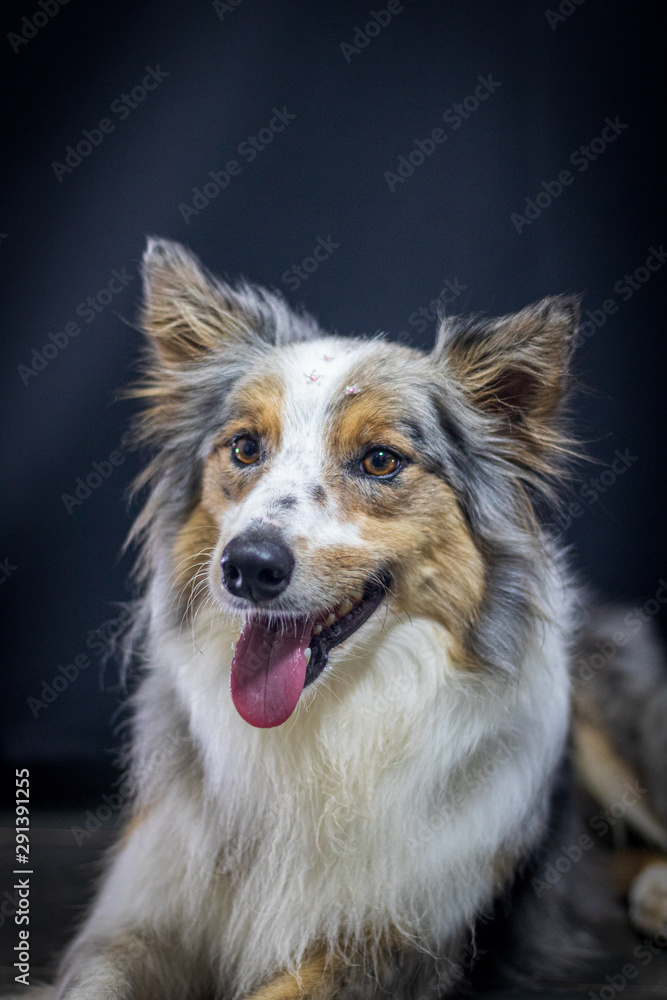 Gray and white border collie dog portrait with black background in the studio. Space for writing and advertising