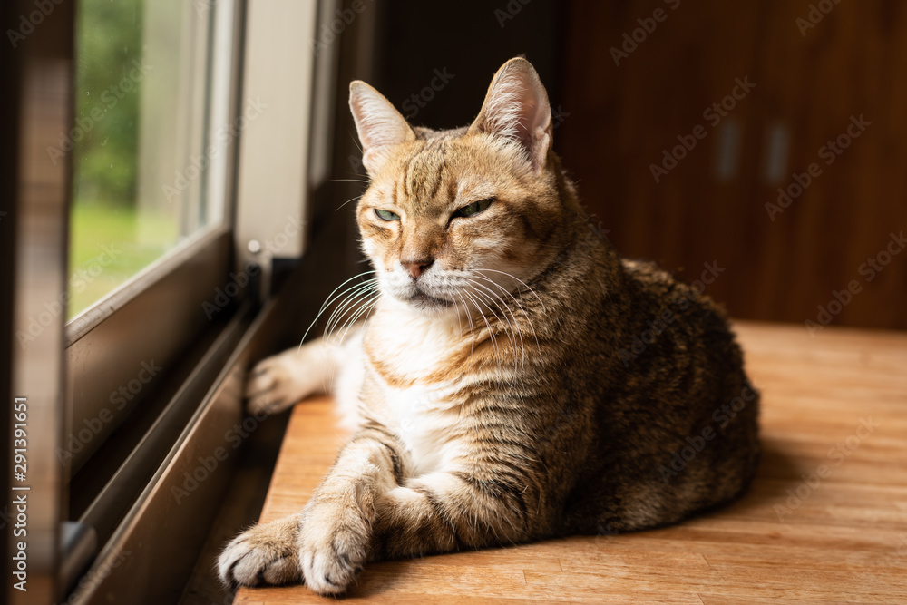 tabby cat sit