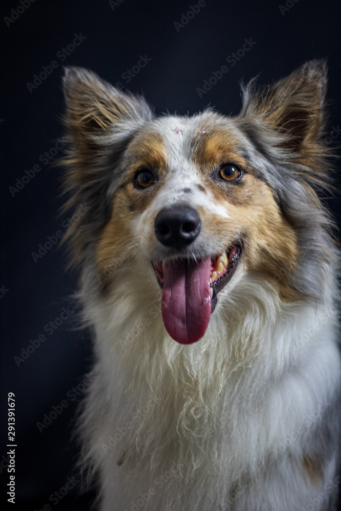 Gray and white border collie dog portrait with black background in the studio. Space for writing and advertising Gray and white border collie dog portrait with black background in the studio. Space for writing and advertising