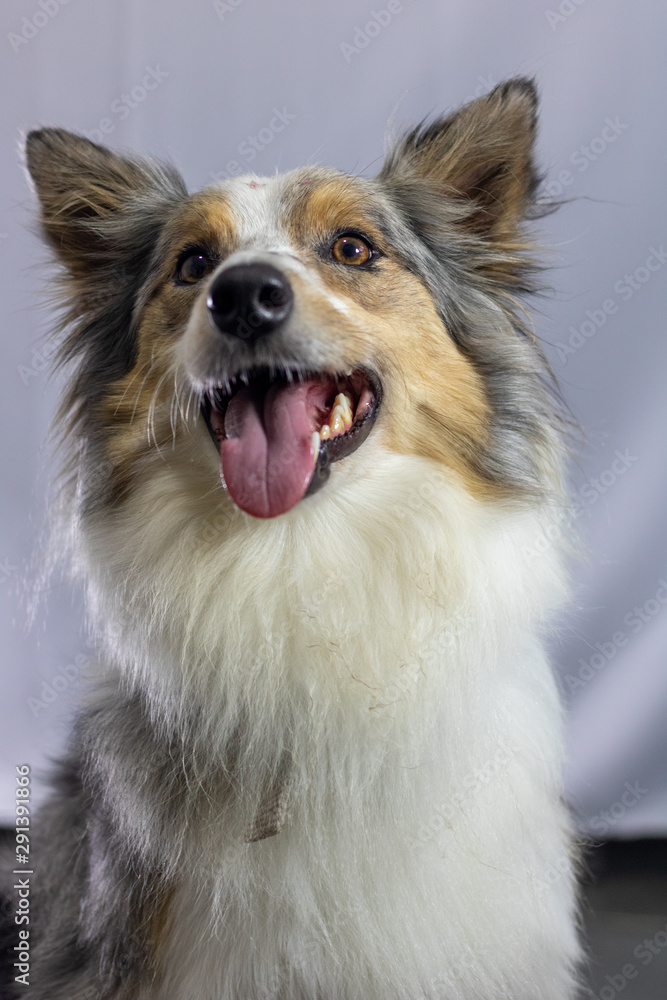 Gray and white border collie dog portrait with white background in the studio. Space for writing and advertising