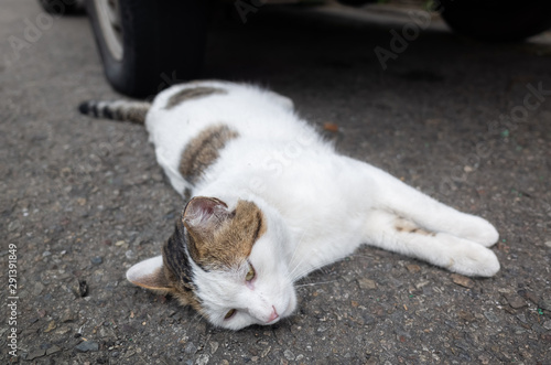 stray cat lying at street © ChenPG