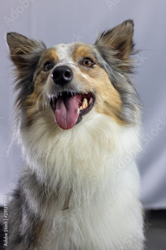 Gray and white border collie dog portrait with white background in the studio. Space for writing and advertising © Fabio