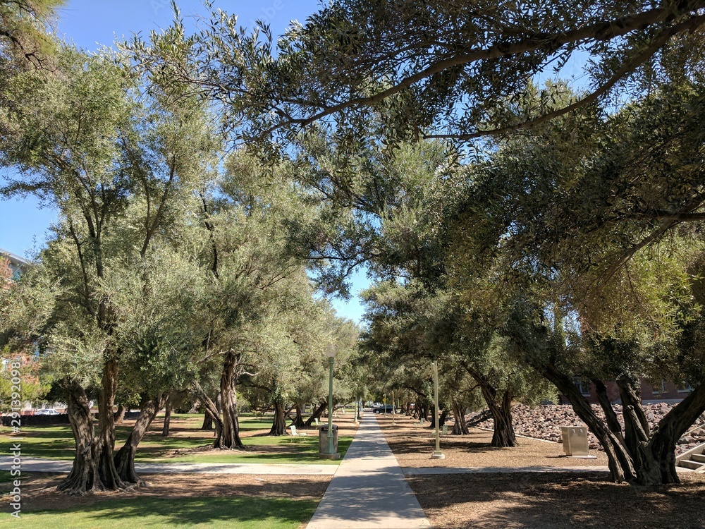 arboretum view