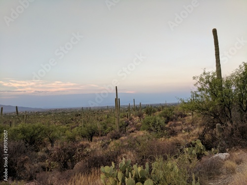 Desert nature view © CT Photography