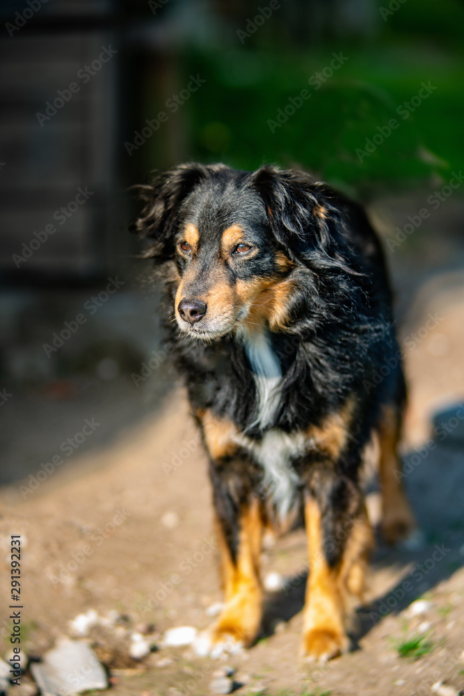 Portrait of lost in thought dog Portrait of lost in thought dog