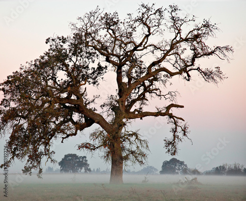Bilde på lerret valley oak