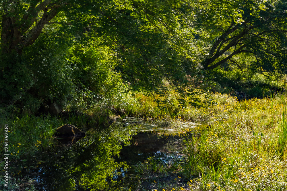 Fototapeta premium A slow river pool in Lyme, Ct in late summer with vivid summer flowers, grasses and trees reflecting in water 
