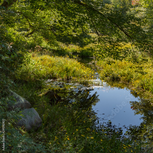 A slow river pool in Lyme, Ct in late summer with vivid summer flowers, grasses and trees reflecting in water 
