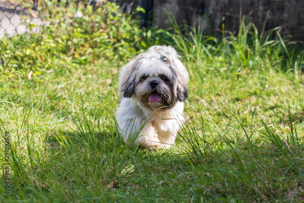 beautiful spring portrait of adorable gray and white shih tzu in the blossoming park beautiful spring portrait of adorable gray and white shih tzu in the blossoming park