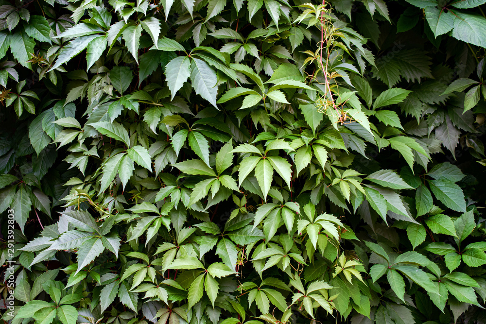 the wall is shrouded in green ivy with large leaves the wall is shrouded in green ivy with large leaves