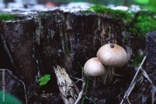 two white poisonous mushroom toadstools grow on an old stump. Photo in a cool color