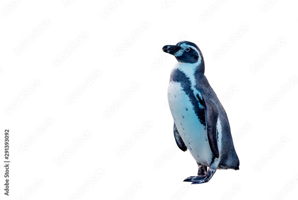 Obraz premium little penguin on white blackground.