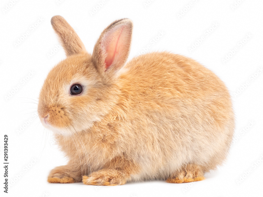 Side view of orange-brown cute baby rabbit isolated on white background. Lovely young rabbit sitting.