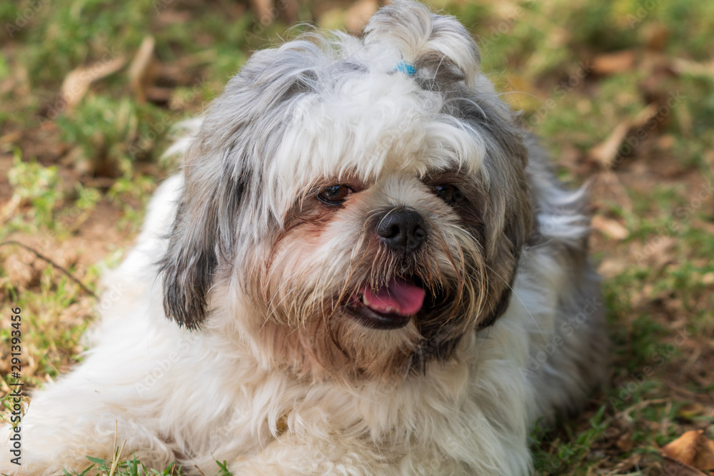 beautiful spring portrait of adorable gray and white shih tzu in the blossoming park beautiful spring portrait of adorable gray and white shih tzu in the blossoming park