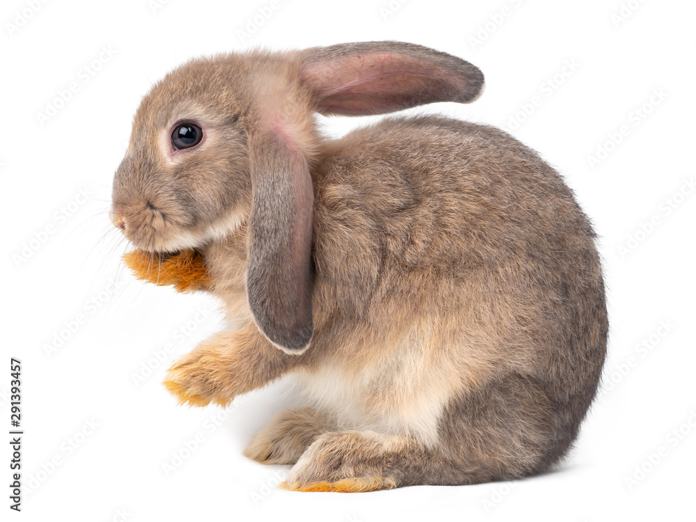 Gray cute young rabbit isolated on white background. Lovely young gray rabbit standing and licking thair foot.