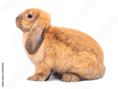 Brown holland lop rabbit sitting and the face upward isolated on white background. Side view of lovely rabbit sitting.
