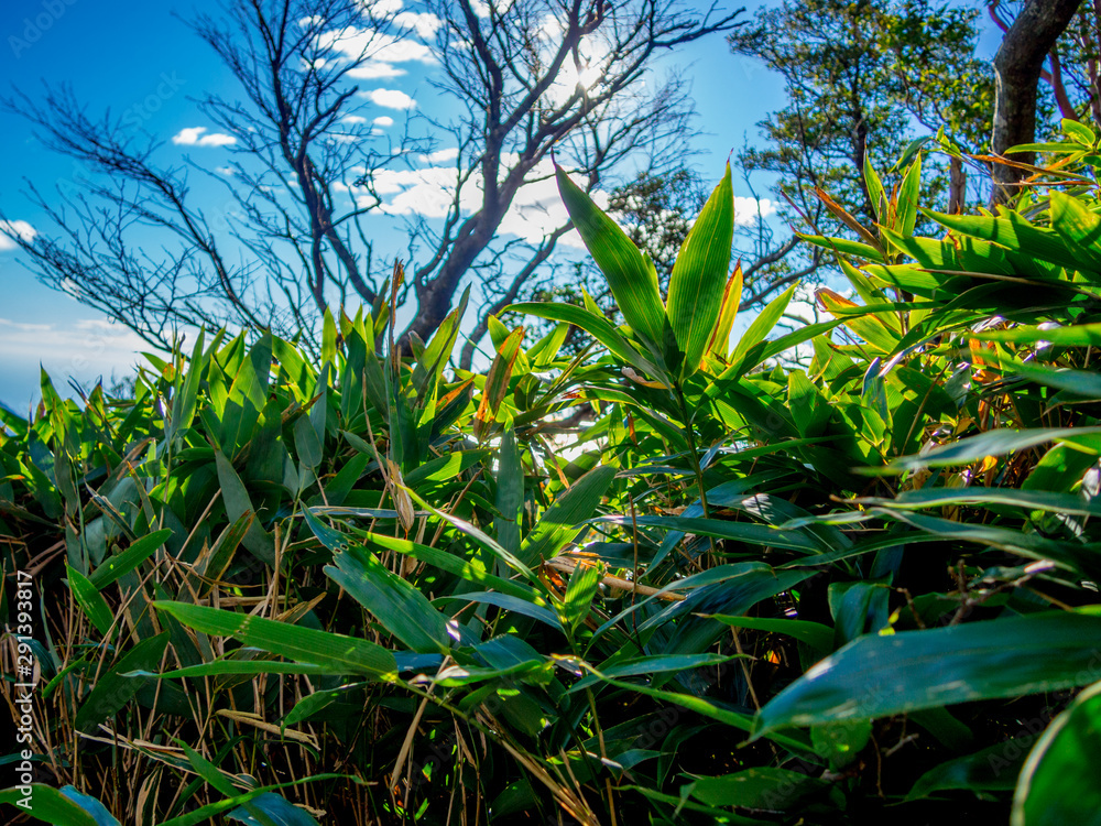 Obraz premium 【伊豆半島】夏の伊豆山稜線歩道【遊歩道・だるま山周辺】