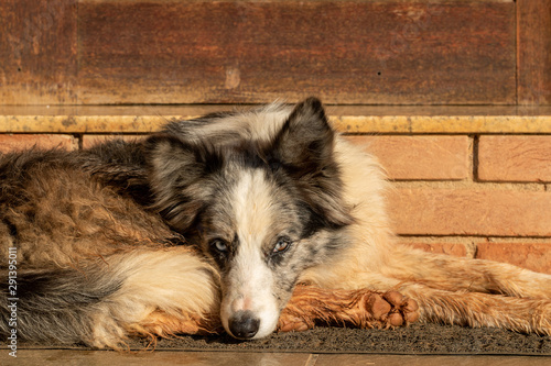 Gray and white border collie dog dirty mud portrait with wooden and bricks background in the studio. Space for writing and advertising