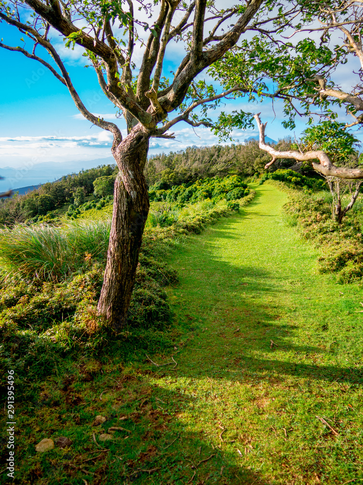 Fototapeta premium 【静岡県伊豆半島】夏の高原風景【伊豆山稜線歩道・だるま山周辺】